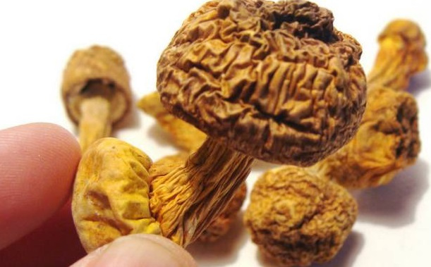 巴西菇、姬松茸烘干機-怎樣烘干色澤好且菇體褶片完整？