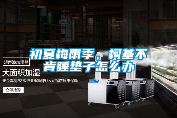 初夏梅雨季，柯基不肯睡墊子怎么辦