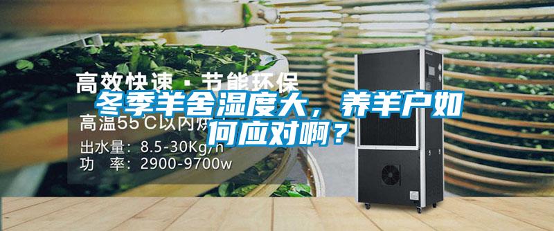 冬季羊舍濕度大，養(yǎng)羊戶如何應(yīng)對(duì)??？