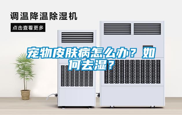 寵物皮膚病怎么辦？如何去濕？