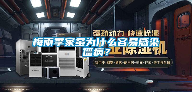 梅雨季家蠶為什么容易感染僵病？