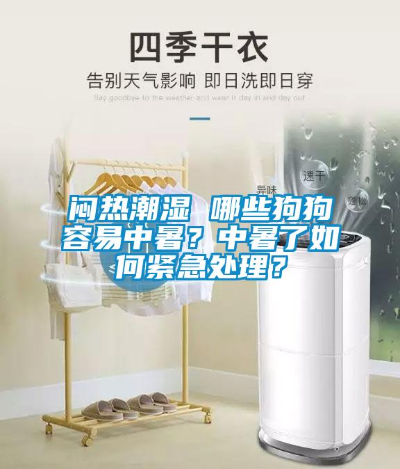 悶熱潮濕 哪些狗狗容易中暑？中暑了如何緊急處理？