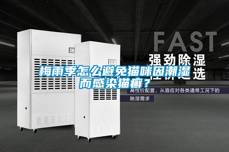 梅雨季怎么避免貓咪因潮濕而感染貓癬？