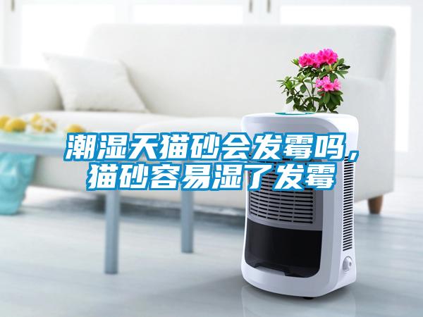 潮濕天貓砂會發(fā)霉嗎，貓砂容易濕了發(fā)霉