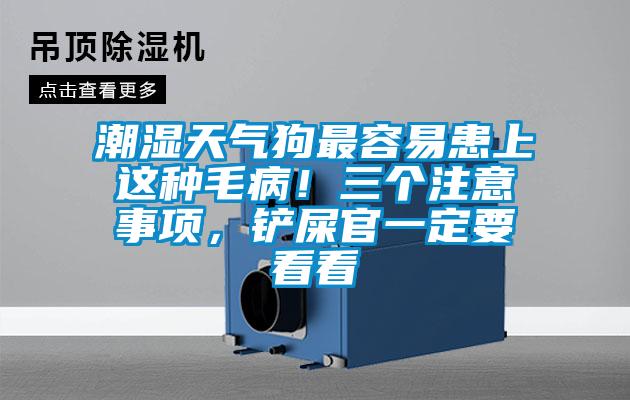 潮濕天氣狗最容易患上這種毛??！三個注意事項，鏟屎官一定要看看