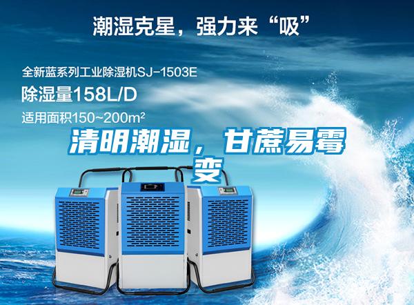 清明潮濕，甘蔗易霉變