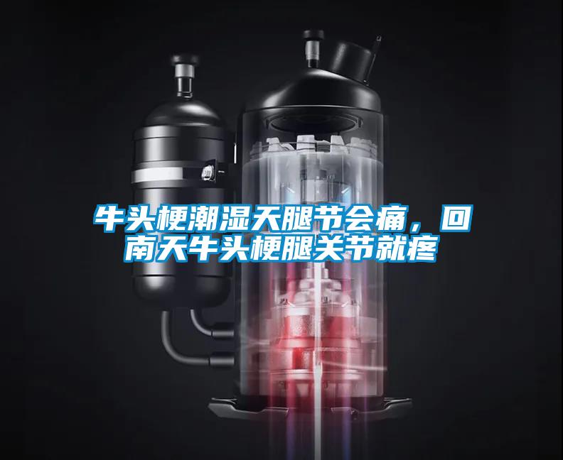 牛頭梗潮濕天腿節(jié)會(huì)痛，回南天牛頭梗腿關(guān)節(jié)就疼