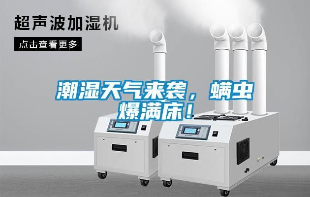 潮濕天氣來襲，螨蟲爆滿床！