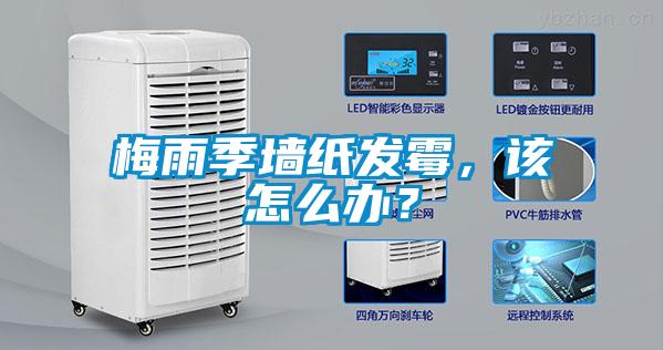 梅雨季墻紙發(fā)霉，該怎么辦？