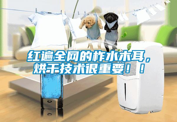 紅遍全網(wǎng)的柞水木耳，烘干技術(shù)很重要！！