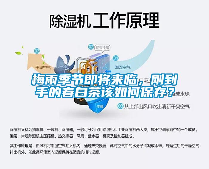 梅雨季節(jié)即將來臨，剛到手的春白茶該如何保存？