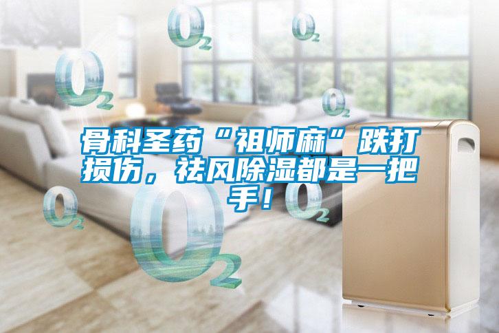 骨科圣藥“祖師麻”跌打損傷，祛風(fēng)除濕都是一把手！
