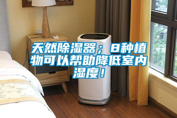 天然除濕器；8種植物可以幫助降低室內(nèi)濕度！