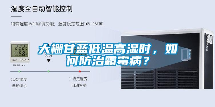 大棚甘藍(lán)低溫高濕時(shí)，如何防治霜霉??？