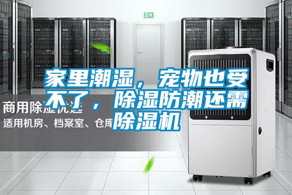 家里潮濕，寵物也受不了，除濕防潮還需除濕機