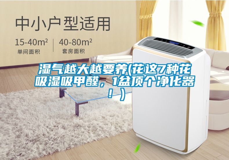 濕氣越大越要養(yǎng)(花這7種花吸濕吸甲醛，1盆頂個凈化器！)
